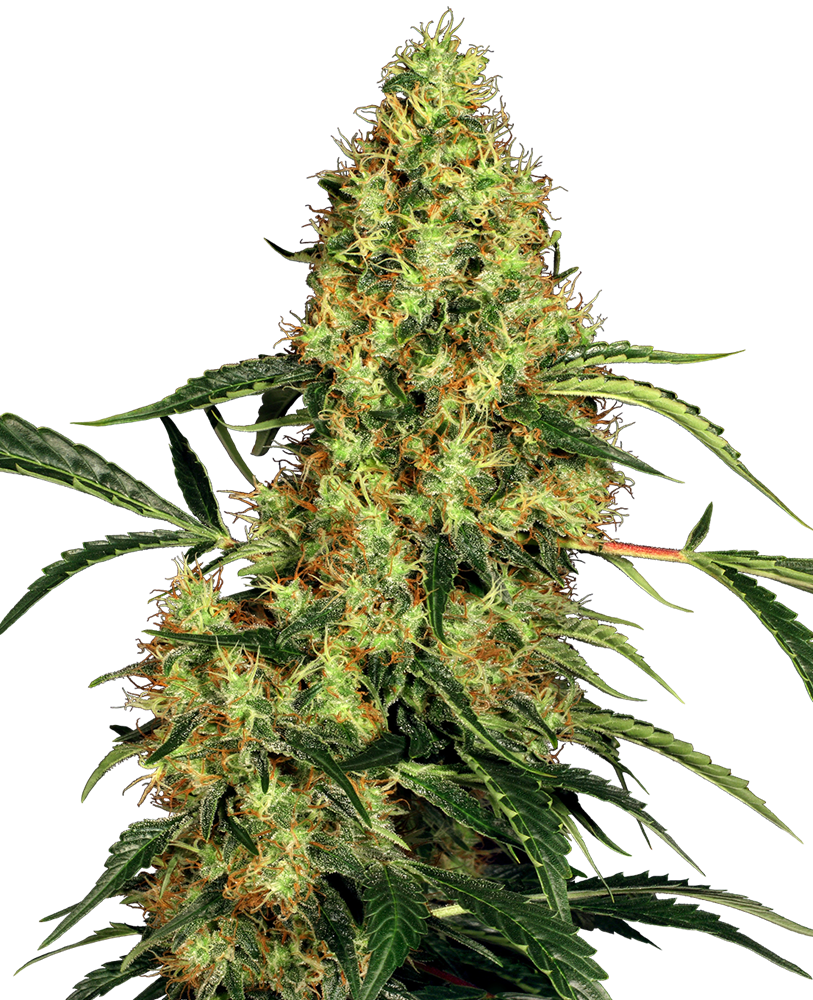SENSI SEEDS - MEXICAN SATIVA FEMMINIZZATA - REDUX SERIES