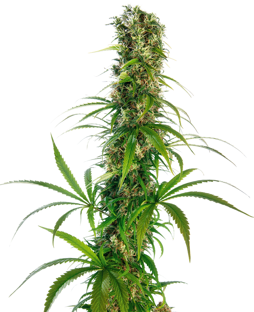 SENSI SEEDS - MICHKA FEMMINIZZATA
