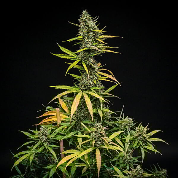 ROYAL QUEEN SEEDS - MIMOSA AUTO