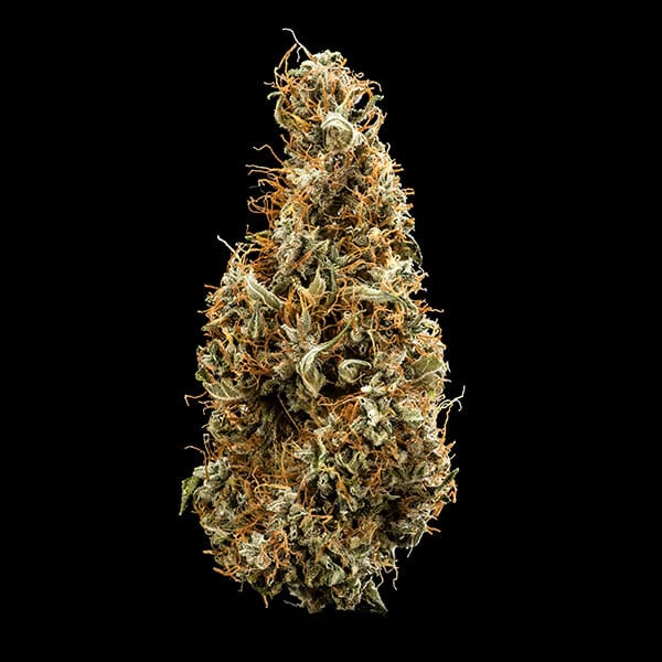 ROYAL QUEEN SEEDS - MIMOSA AUTO