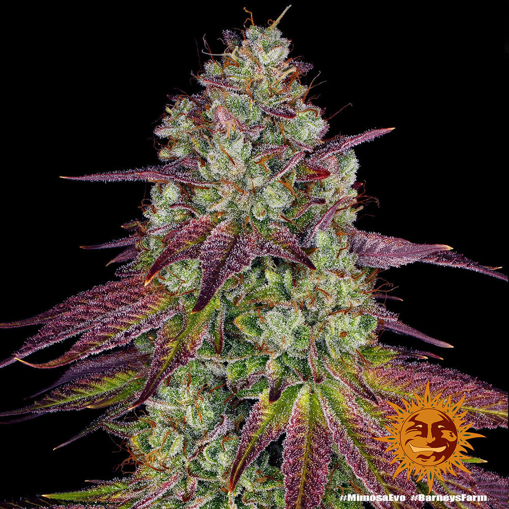 BARNEY'S FARM - MIMOSA EVO FEM