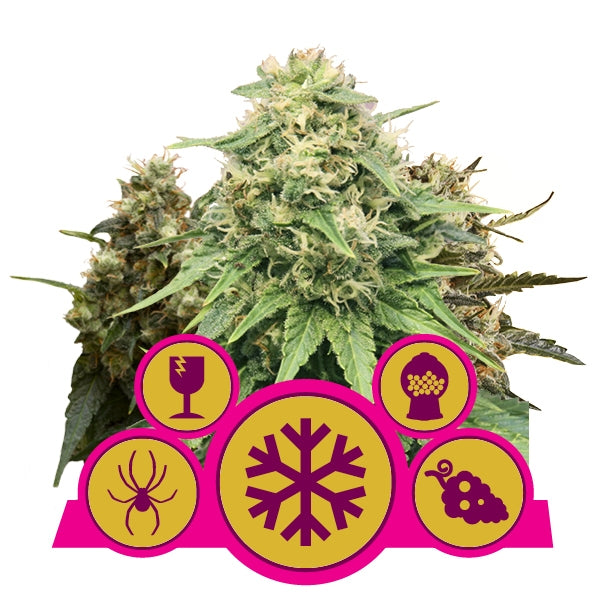 ROYAL QUEEN SEEDS - Mix Femminilizzata