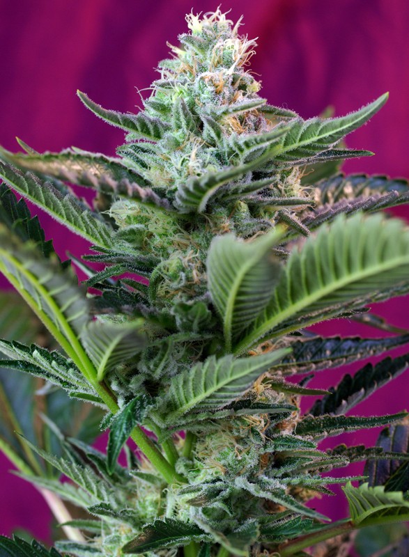 SWEET SEEDS - MOHAN RAM AUTO