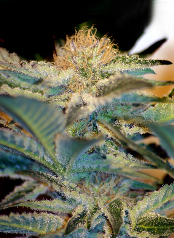 SWEET SEEDS - MOHAN RAM