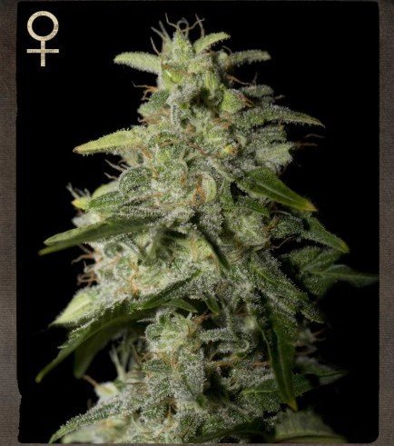 STRAIN HUNTERS - MONEY MAKER