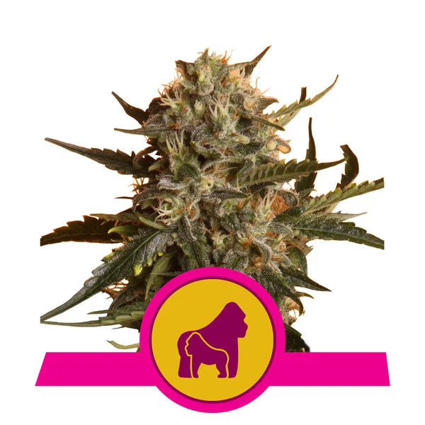 ROYAL QUEEN SEEDS - MOTHER GORILLA FEMMINIZZATA