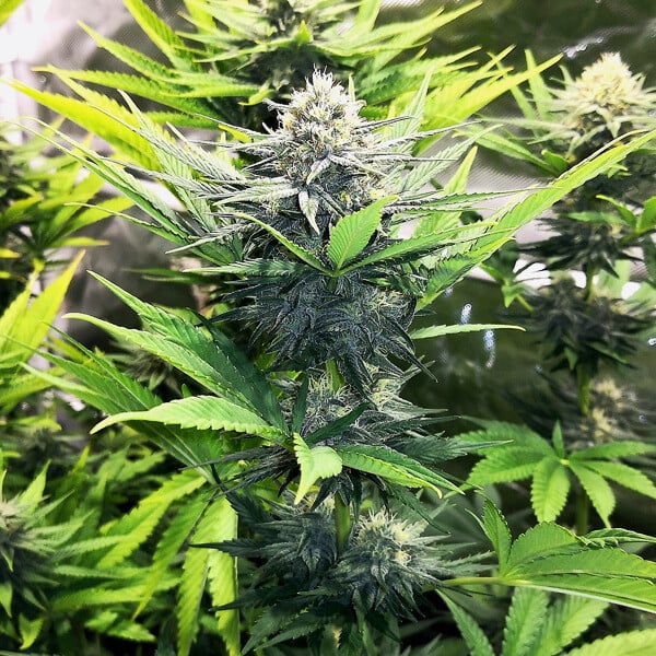 ROYAL QUEEN SEEDS - NORTH THUNDERFUCK - USA PREMIUM