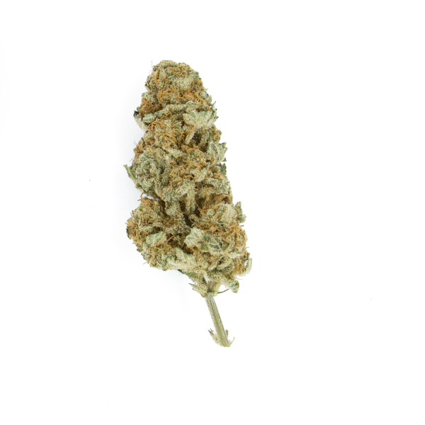 ROYAL QUEEN SEEDS - NORTHERN LIGHT FEMMINIZZATA