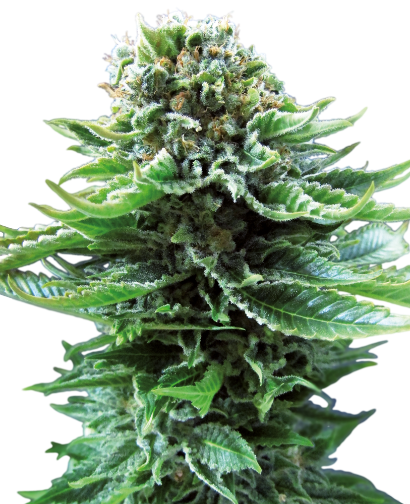 SENSI SEEDS - NORTHERN LIGHTS AUTOMATICA