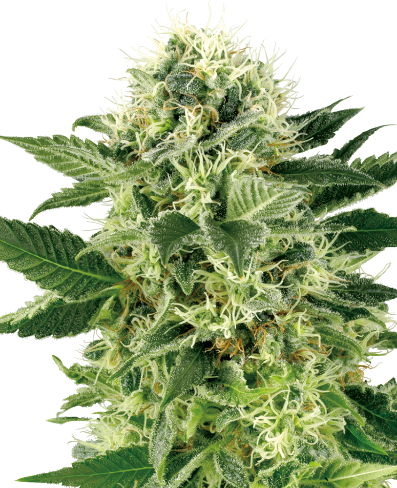 SENSI SEEDS - NORTHERN LIGHT FEMMINIZZATA