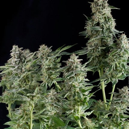 PYRAMID SEEDS - NORTHERN LIGHTS FEM