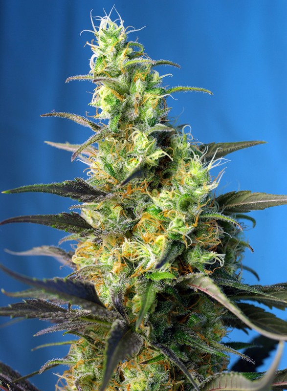 SWEET SEEDS - NYC Diesel CBD®