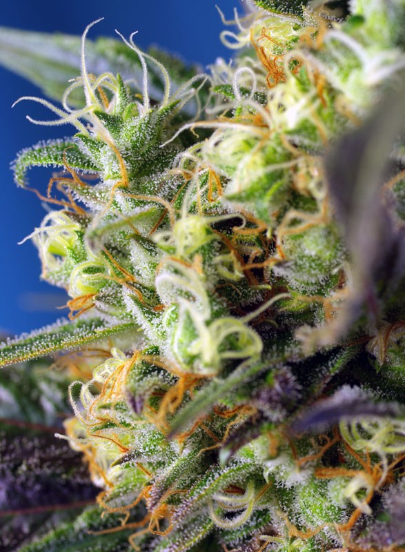 SWEET SEEDS - NYC Diesel CBD®