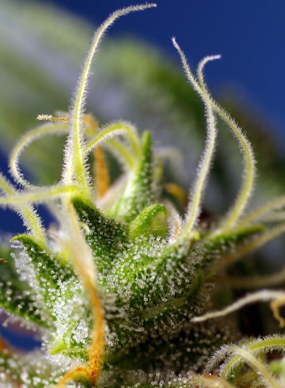 SWEET SEEDS - NYC Diesel CBD®