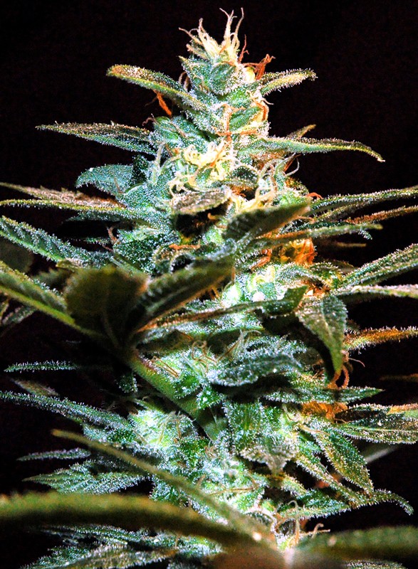 SWEET SEEDS - NYC DIESEL® (ex ICE COOL)