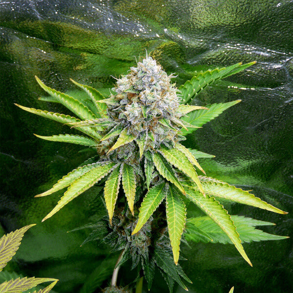 ROYAL QUEEN SEEDS - O.G. KUSH