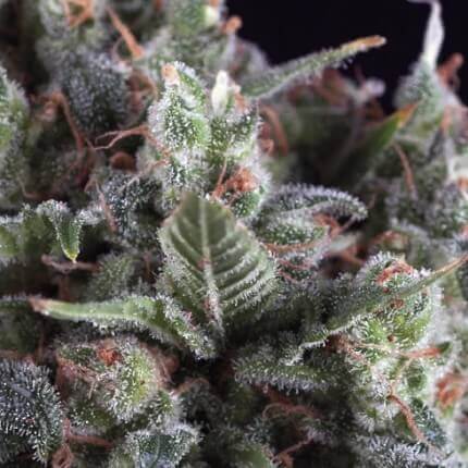 PYRAMID SEEDS - OLYMPIA FEM