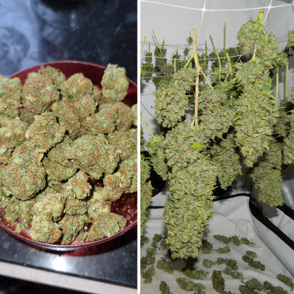 DUTCH PASSION - ORANGE BUD FEMMINIZZATA