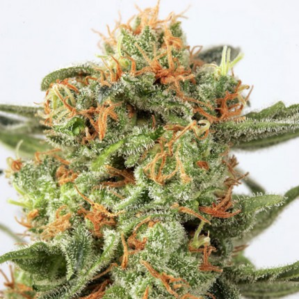 DUTCH PASSION - ORANGE HILL SPECIAL FEMMINIZZATA