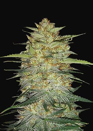 FAST BUDS - OG KUSH AUTO