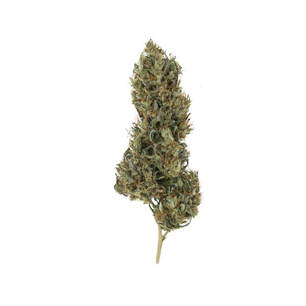 ROYAL QUEEN SEEDS - PAINKILLER XL