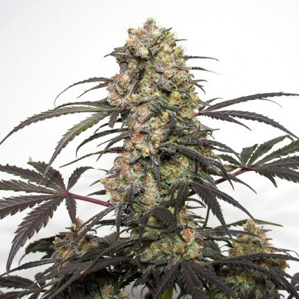 DUTCH PASSION - PASSION FRUIT FEMMINIZZATA