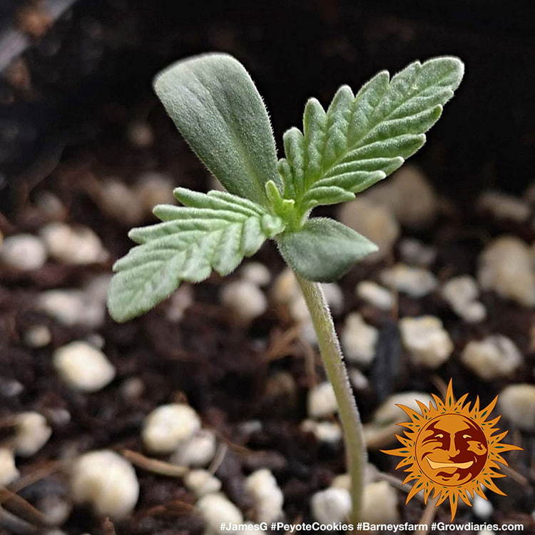 BARNEY'S FARM - PEYOTE COOKIES FEM