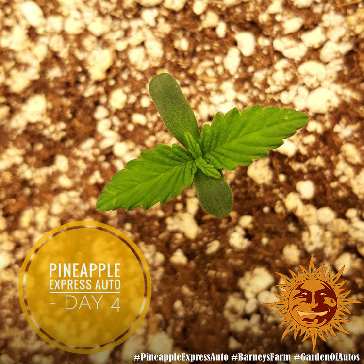 BARNEY'S FARM - PINEAPPLE EXPRESS AUTO