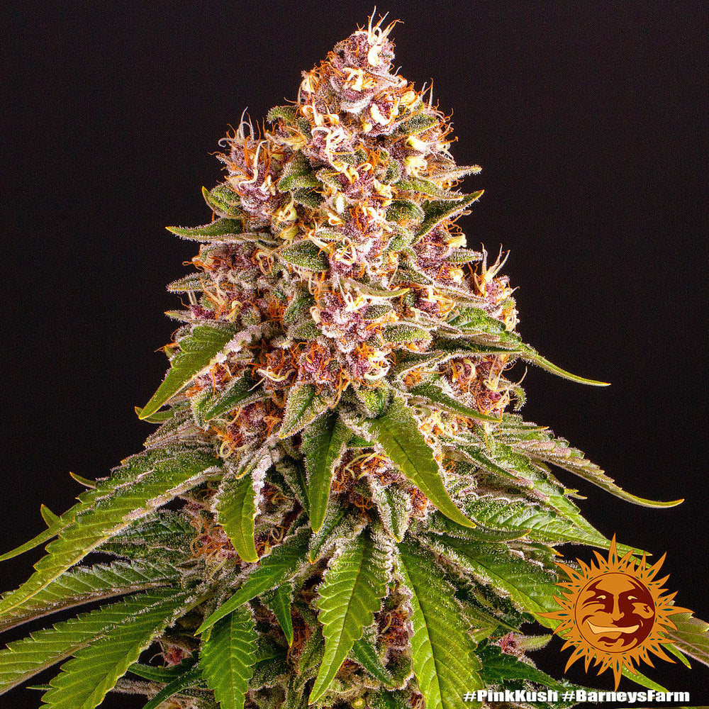 BARNEY'S FARM - PINK KUSH FEM