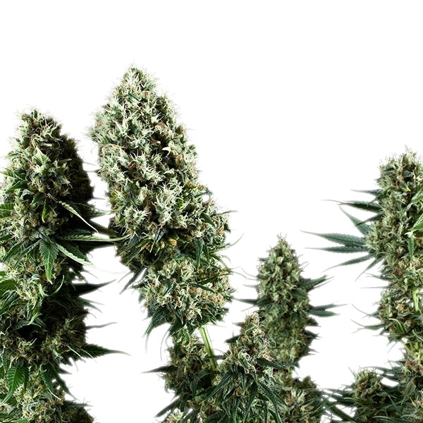 ROYAL QUEEN SEEDS - POWER FLOWER