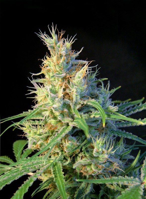 SWEET SEEDS - PSICODELICIA