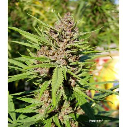 DUTCH PASSION - PURPLE#1 FEMMINIZZATA