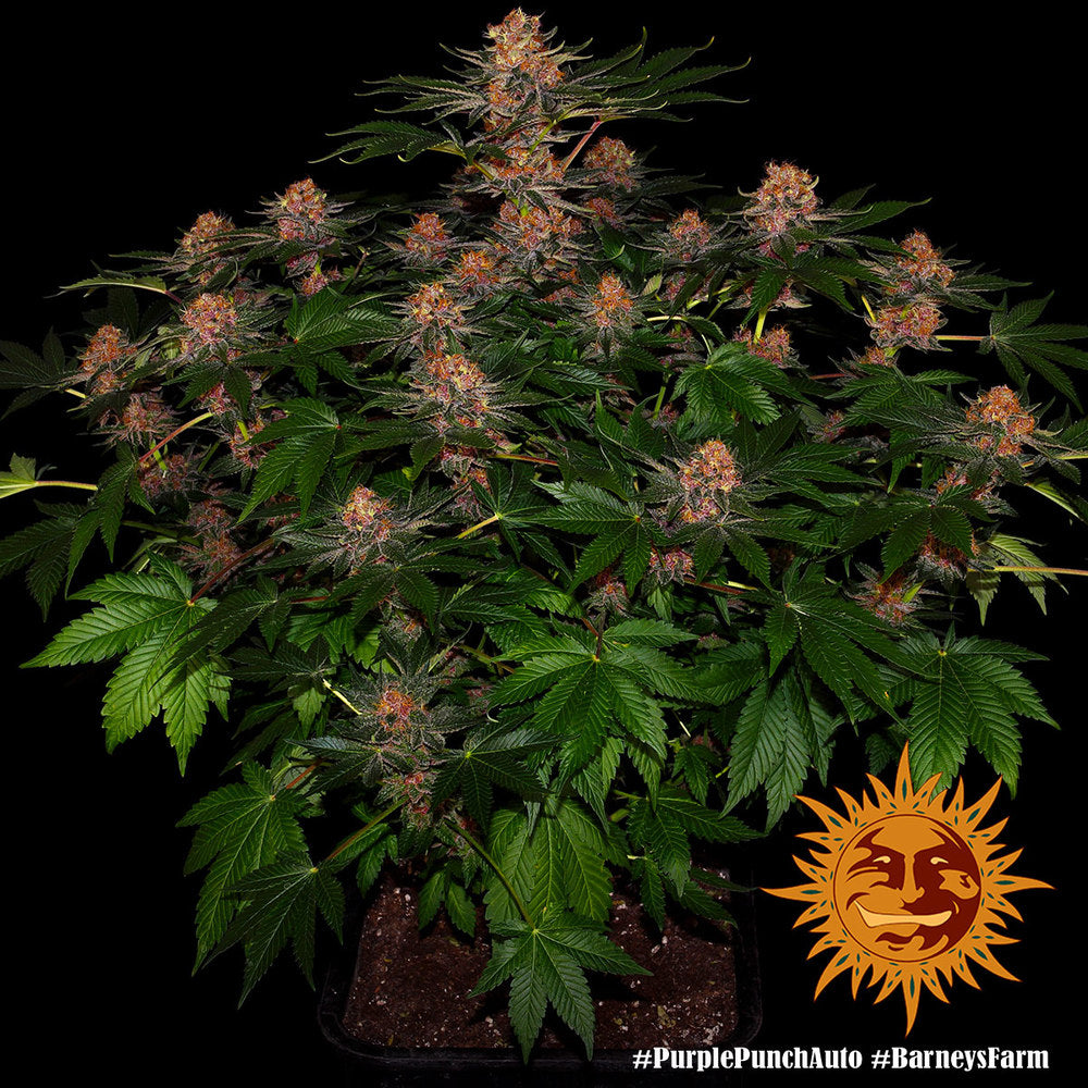 BARNEY'S FARM - PURPLE PUNCH AUTO