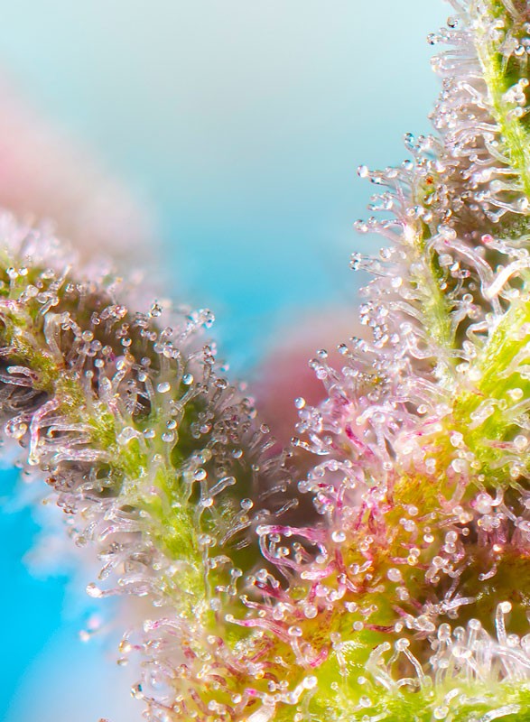 SWEET SEEDS - PURPLE PUNCH OG XL AUTO