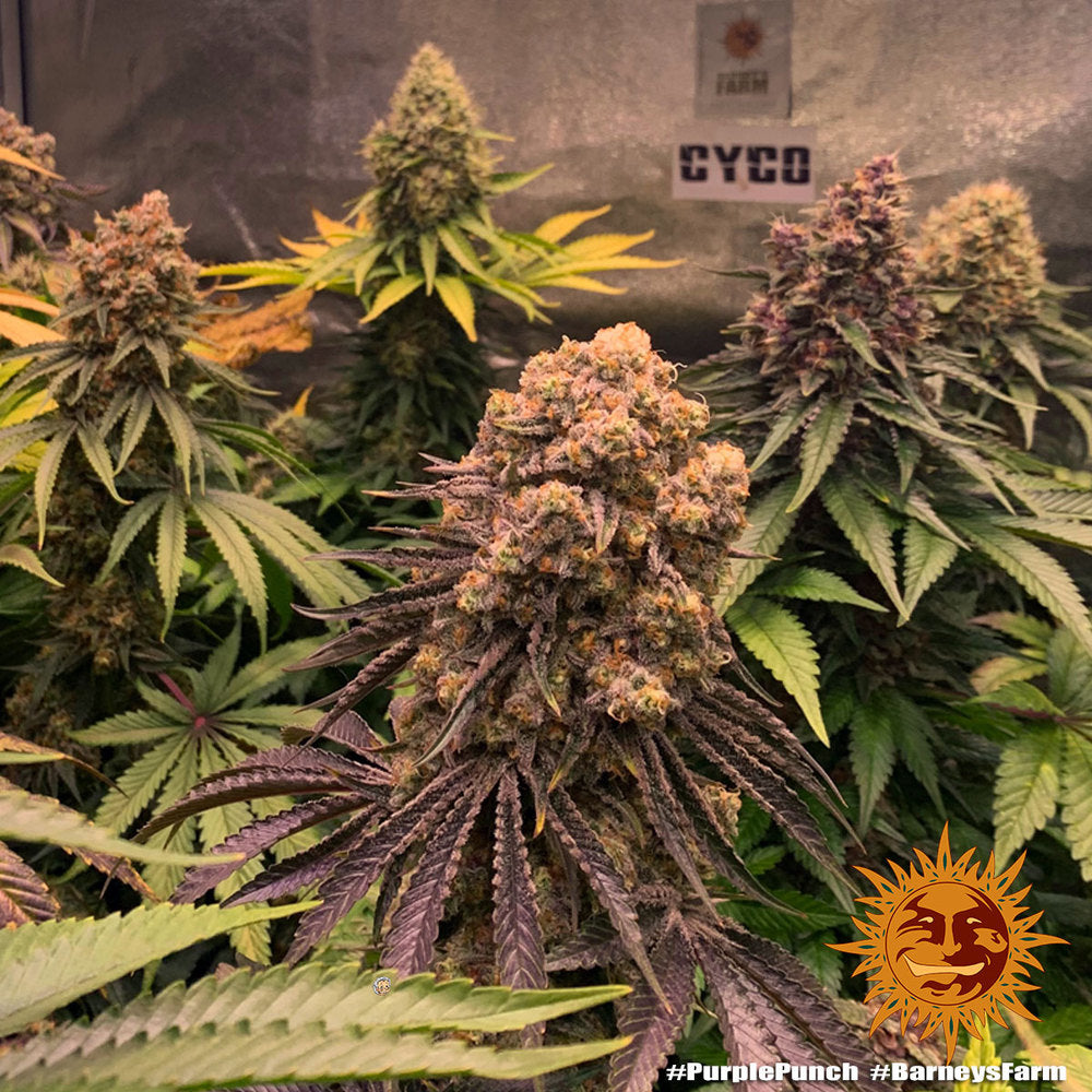 BARNEY'S FARM - PURPLE PUNCH FEM