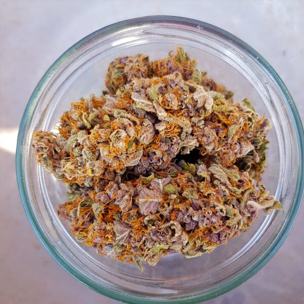 ROYAL QUEEN SEEDS - PURPLE QUEEN - USA PREMIUM