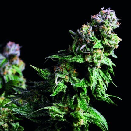 PYRAMID SEEDS - PURPLE URKLE