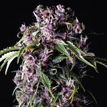 PYRAMID SEEDS - PURPLE FEM