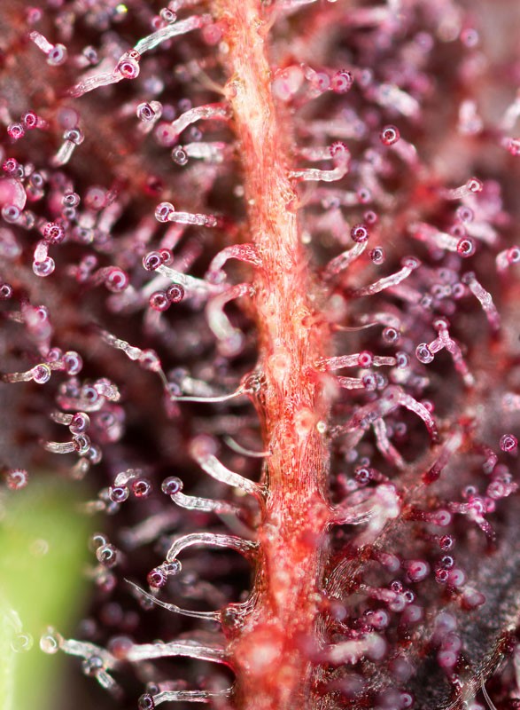 SWEET SEEDS - RED HOT COOKIES - THE RED FAMILY