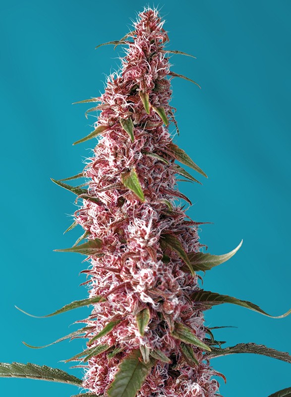 SWEET SEEDS - RED PURE AUTO CBD - THE RED FAMILY