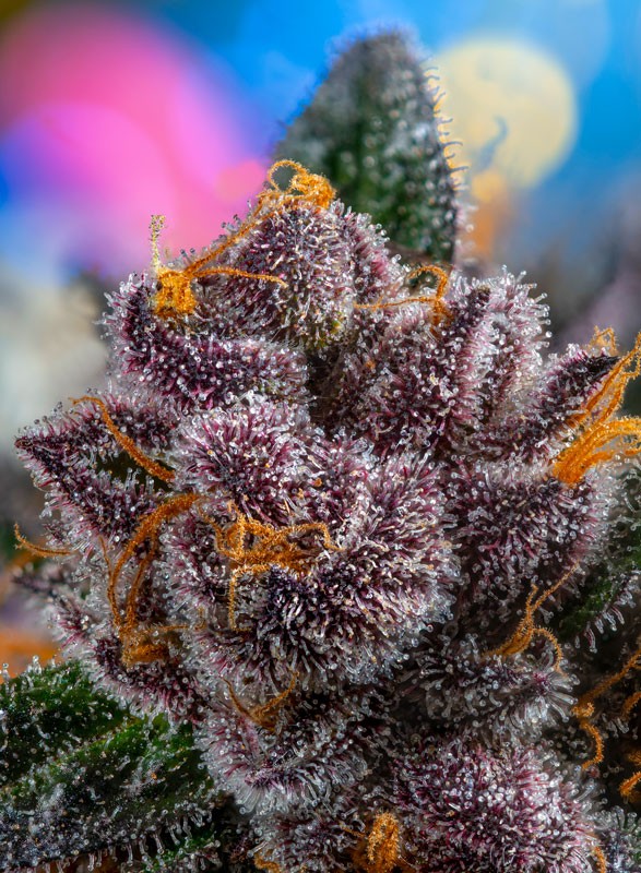 SWEET SEEDS - RED STRAWBERRY BANANA AUTO - THE RED FAMILY