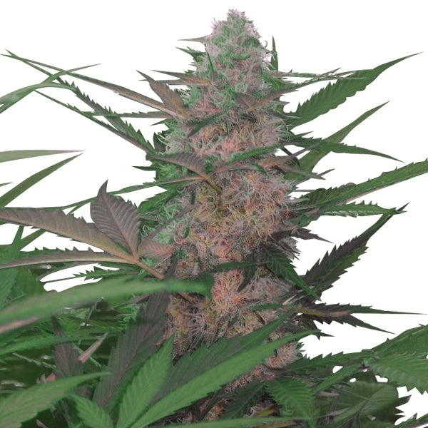 ROYAL QUEEN SEEDS - ROYAL AK AUTO
