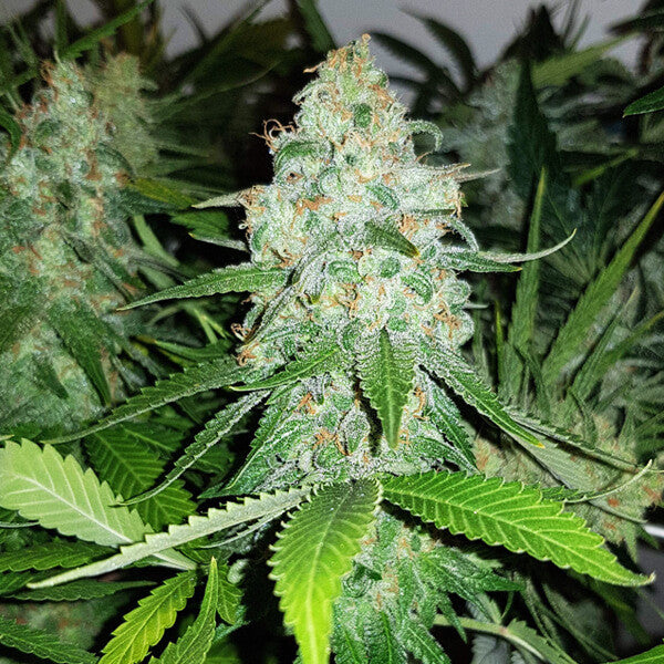 ROYAL QUEEN SEEDS - ROYAL AK