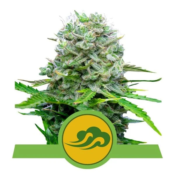 ROYAL QUEEN SEEDS - ROYAL BLUEMATIC AUTO
