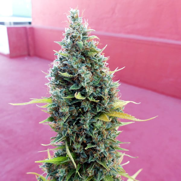 ROYAL QUEEN SEEDS - ROYAL BLUEMATIC AUTO