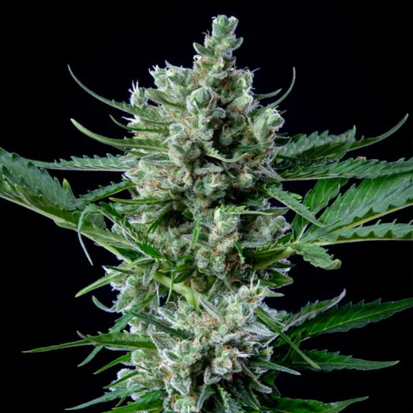 ROYAL QUEEN SEEDS - ROYAL BLUEMATIC AUTO