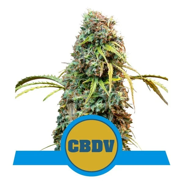 ROYAL QUEEN SEEDS - ROYAL CBDV AUTO