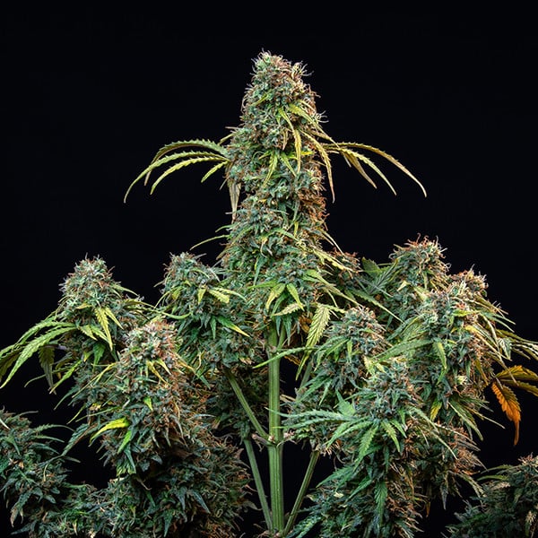 ROYAL QUEEN SEEDS - ROYAL CBDV AUTO