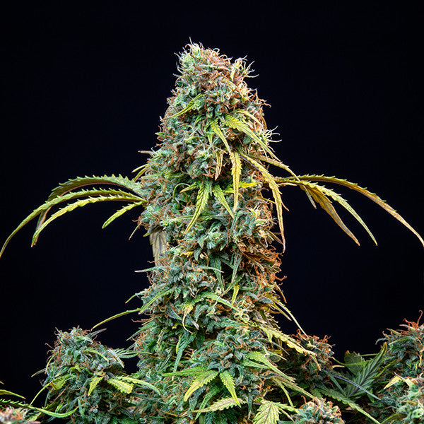 ROYAL QUEEN SEEDS - ROYAL CBDV AUTO