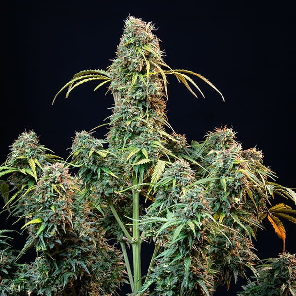 ROYAL QUEEN SEEDS - ROYAL CBDV AUTO